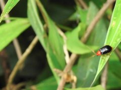 Aulacophora palliata