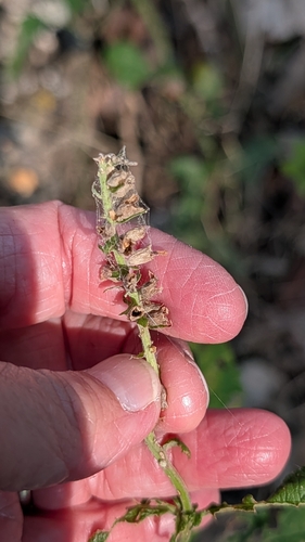 Teucrium canadense, 2026-10-21