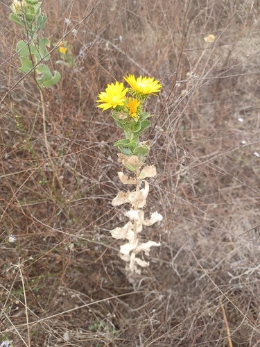 Haplopappus, 2026-10-26