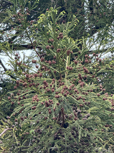 Cryptomeria japonica observed 2026-10-20
