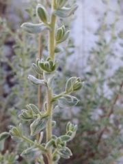 Chiliadenus iphionoides