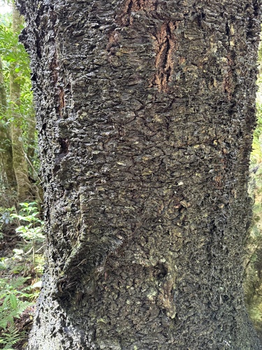 Araucaria cunninghamii observed 2026-10-27