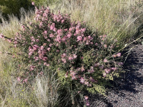Calliandra observed 2026-10-26