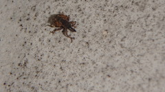Conotrachelus anaglypticus