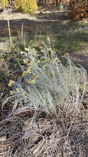 Ericameria nauseosa, 2026-10-26