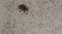 Conotrachelus anaglypticus