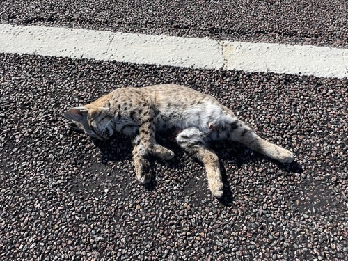 Lynx rufus, 2026-10-26