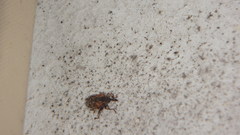 Conotrachelus anaglypticus