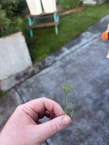Cyclospermum leptophyllum observed 2026-10-25
