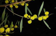 Acacia montana