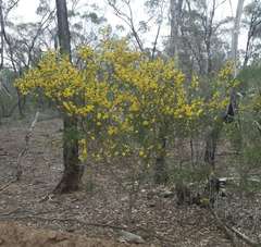 Acacia montana