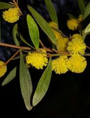 Acacia montana
