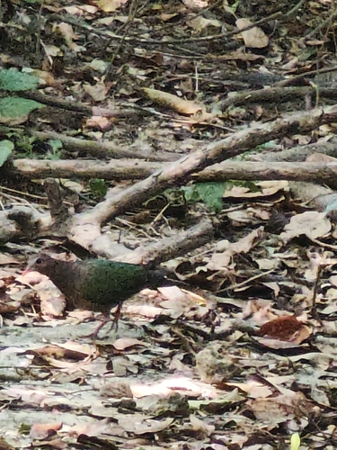 Chalcophaps indica observed 2026-10-27