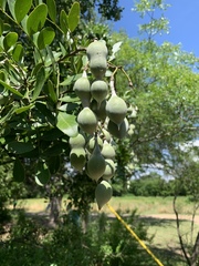 Sophoreae