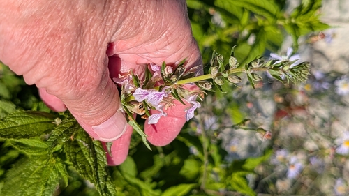 Teucrium canadense, 2026-10-21