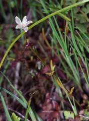 Spergula pentandra
