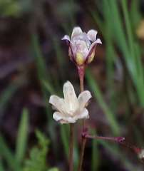 Spergula pentandra