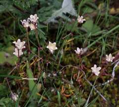 Spergula pentandra