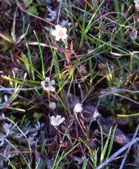 Spergula pentandra