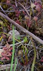 Spergula pentandra