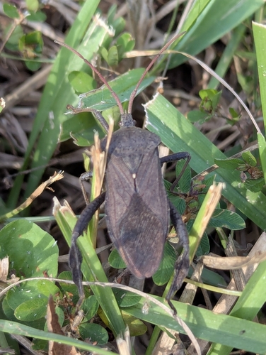 Acanthocephala observed 2026-10-26