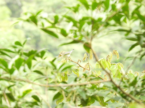Setophaga fusca observed 2026-10-26