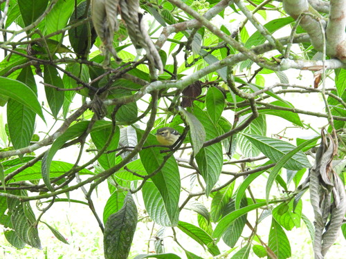 Setophaga fusca observed 2026-10-26