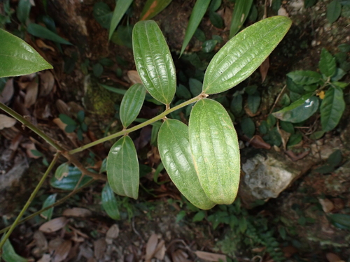Cinnamomum observed 2026-10-26