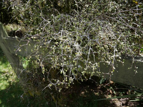 Myrsine divaricata observed 2026-10-23
