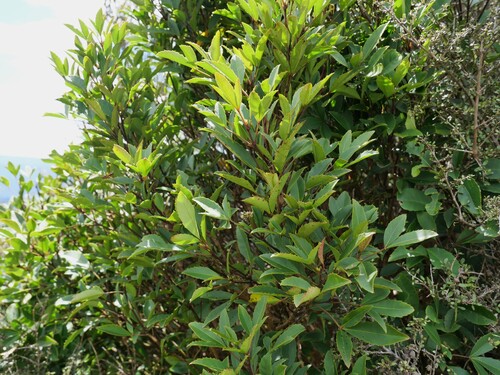 Raukaua simplex observed 2026-10-23