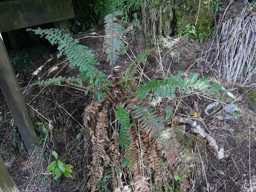 Polystichum vestitum observed 2026-10-23