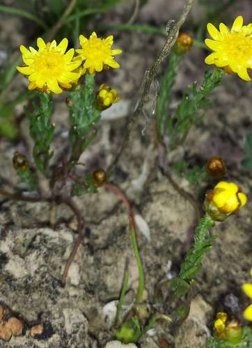 Image of Hyalosperma semisterile by (c) Russell Best, some rights reserved (CC BY)