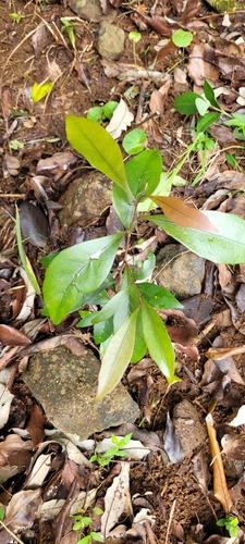 Elaeocarpus observed 2026-10-27