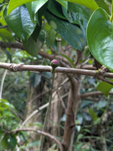 Syzygium observed 2026-10-26