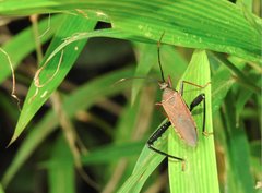 Notobitus sexguttatus