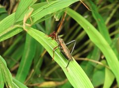 Notobitus sexguttatus