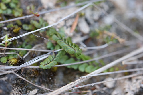 Lindsaea linearis observed 2026-10-24