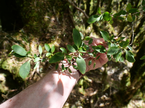 Coprosma foetidissima observed 2026-10-23