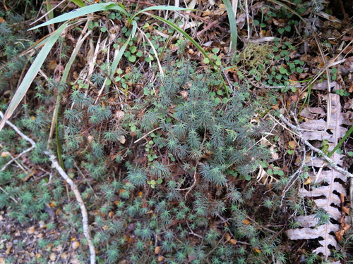 Polytrichadelphus magellanicus observed 2026-10-23