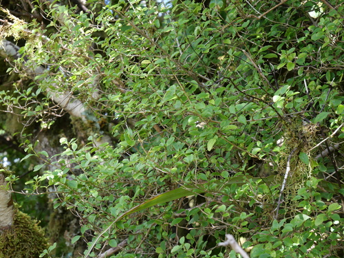 Coprosma foetidissima observed 2026-10-23