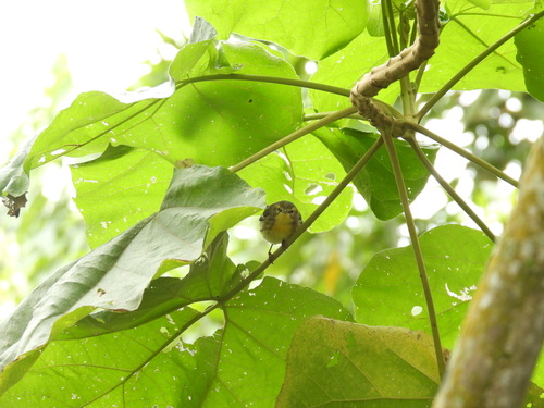 Setophaga fusca observed 2026-10-26