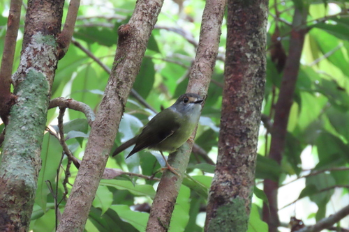 Tregellasia capito observed 2026-10-17