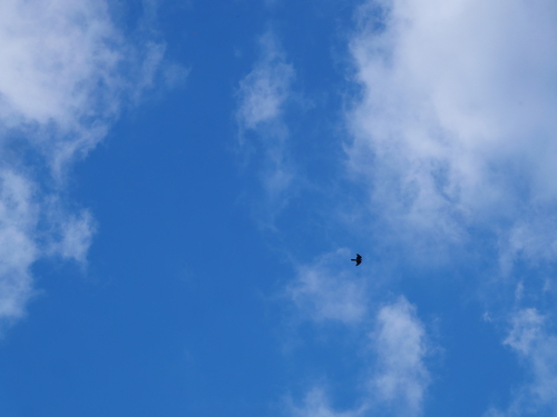Hirundo tahitica observed 2026-10-23