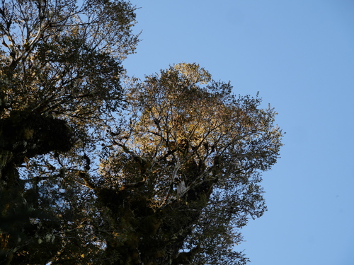 Urodynamis taitensis observed 2026-10-23