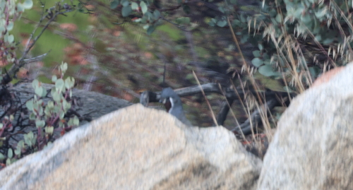 Oreortyx pictus observed 2026-10-23