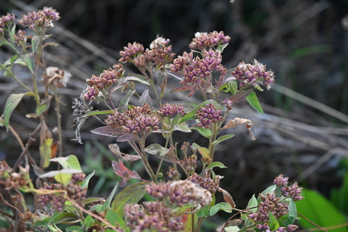 Pluchea odorata observed 2026-10-23