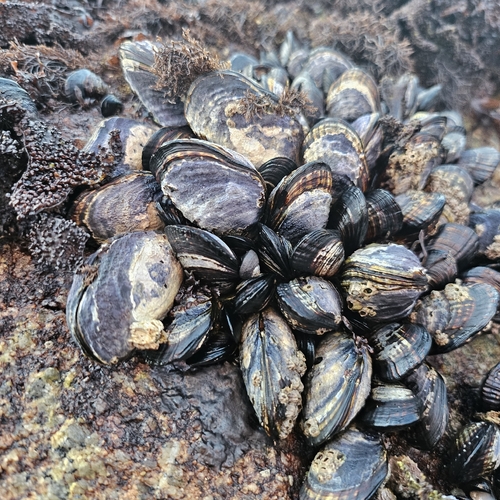 Mytilus californianus observed 2026-10-26