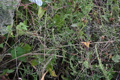 Panicum capillare observed 2026-10-23