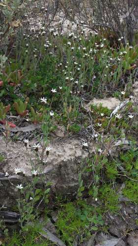 Image of Rhodanthe stricta by (c) Russell Best, some rights reserved (CC BY)