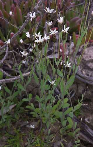 Image of Rhodanthe stricta by (c) Russell Best, some rights reserved (CC BY)
